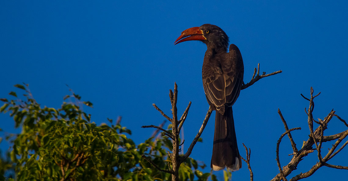 Aves Marinhas